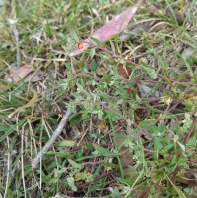 Einadia nutans (Climbing Saltbush) at Hume, ACT - 12 Jan 2018 by nathkay