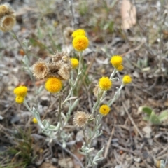 Chrysocephalum apiculatum (Common Everlasting) at Jerrabomberra Grassland - 11 Jan 2018 by nath_kay