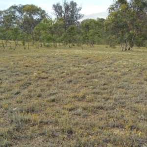 Chrysocephalum apiculatum at Hume, ACT - 12 Jan 2018