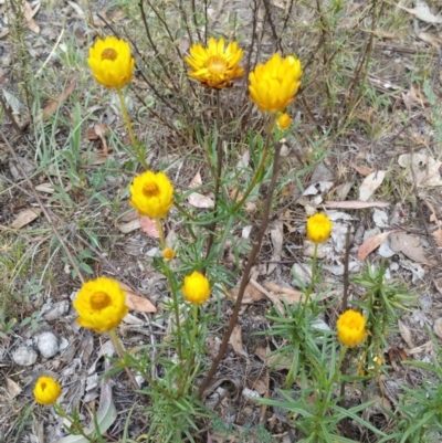 Xerochrysum viscosum (Sticky Everlasting) at Hume, ACT - 12 Jan 2018 by nathkay