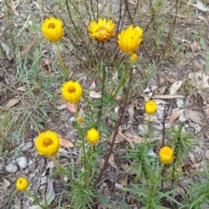 Xerochrysum viscosum at Hume, ACT - 12 Jan 2018