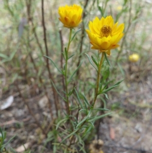 Xerochrysum viscosum at Hume, ACT - 12 Jan 2018