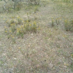 Xerochrysum viscosum at Hume, ACT - 12 Jan 2018 08:49 AM