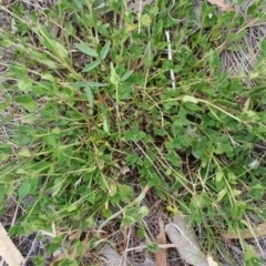 Opercularia hispida (Hairy Stinkweed) at Hume, ACT - 11 Jan 2018 by nath_kay