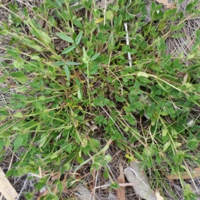 Opercularia hispida (Hairy Stinkweed) at Jerrabomberra Grassland - 11 Jan 2018 by nath_kay