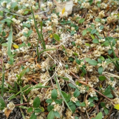 Alternanthera sp. A Flora of NSW (M. Gray 5187) J. Palmer at Jerrabomberra Grassland - 11 Jan 2018 by nath_kay