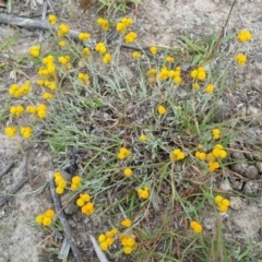 Chrysocephalum apiculatum (Common Everlasting) at Hume, ACT - 12 Jan 2018 by nathkay
