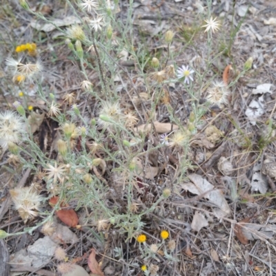 Vittadinia gracilis (New Holland Daisy) at Hume, ACT - 12 Jan 2018 by nathkay