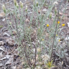 Vittadinia gracilis at Hume, ACT - 12 Jan 2018