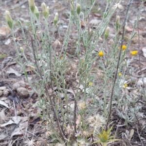 Vittadinia gracilis at Hume, ACT - 12 Jan 2018 09:14 AM