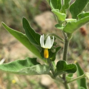 Solanum chenopodioides at Jerrabomberra, NSW - 12 Jan 2018 10:44 AM