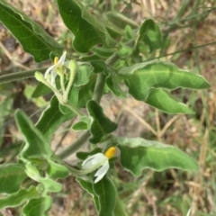 Solanum chenopodioides at Jerrabomberra, NSW - 12 Jan 2018