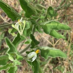 Solanum chenopodioides at Jerrabomberra, NSW - 12 Jan 2018
