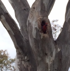 Platycercus elegans at Deakin, ACT - 22 Oct 2015 03:59 PM