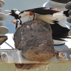 Grallina cyanoleuca (Magpie-lark) at Tharwa, ACT - 7 Jan 2018 by JohnBundock