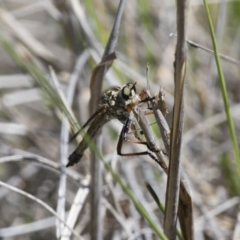 Dolopus rubrithorax (Large Brown Robber Fly) at Illilanga & Baroona - 13 Nov 2017 by Illilanga