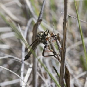 Dolopus rubrithorax at Michelago, NSW - 13 Nov 2017