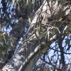 Acanthagenys rufogularis (Spiny-cheeked Honeyeater) at Illilanga & Baroona - 17 Oct 2010 by Illilanga