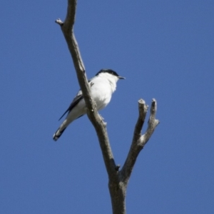 Lalage tricolor at Michelago, NSW - 13 Oct 2013 09:06 AM