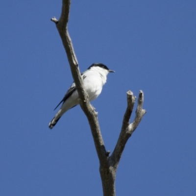 Lalage tricolor (White-winged Triller) at Michelago, NSW - 12 Oct 2013 by Illilanga