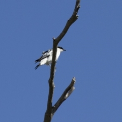 Lalage tricolor at Michelago, NSW - 13 Oct 2013 09:06 AM