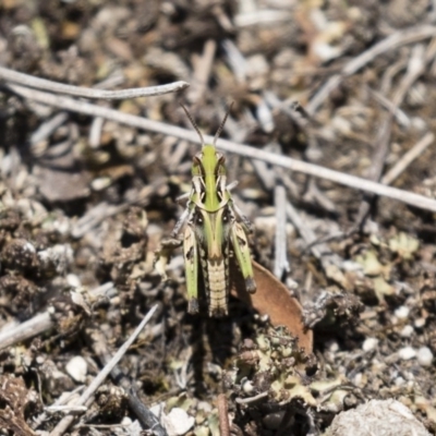 Austroicetes sp. (genus) (A grasshopper) at Illilanga & Baroona - 23 Dec 2017 by Illilanga