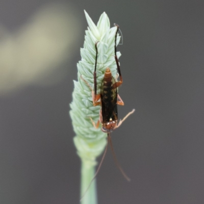 Lissopimpla excelsa (Orchid dupe wasp, Dusky-winged Ichneumonid) at Illilanga & Baroona - 28 Dec 2017 by Illilanga