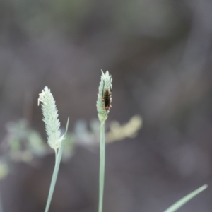 Lissopimpla excelsa at Michelago, NSW - 28 Dec 2017