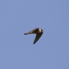 Falco longipennis at Michelago, NSW - 19 Dec 2017 08:39 AM