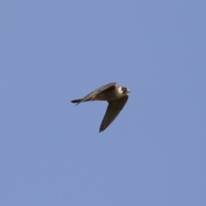 Falco longipennis at Michelago, NSW - 19 Dec 2017