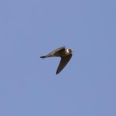 Falco longipennis at Michelago, NSW - 19 Dec 2017