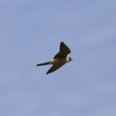 Falco longipennis at Michelago, NSW - 19 Dec 2017