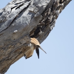 Falco cenchroides (Nankeen Kestrel) at Illilanga & Baroona - 15 Oct 2017 by Illilanga