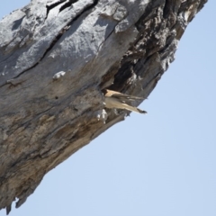 Falco cenchroides at Michelago, NSW - 15 Oct 2017