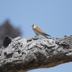 Falco cenchroides at Michelago, NSW - 15 Oct 2017