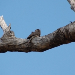 Aegotheles cristatus (Australian Owlet-nightjar) at Namadgi National Park - 11 Jan 2018 by KMcCue