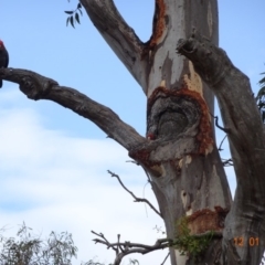 Callocephalon fimbriatum (Gang-gang Cockatoo) at GG102 - 11 Jan 2018 by jennyt