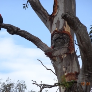 Callocephalon fimbriatum at Hughes, ACT - suppressed