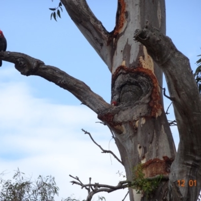 Callocephalon fimbriatum (Gang-gang Cockatoo) at Hughes Grassy Woodland - 11 Jan 2018 by jennyt