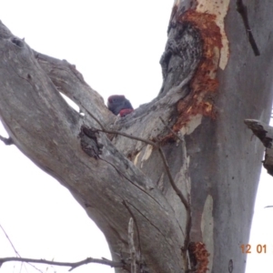 Callocephalon fimbriatum at Hughes, ACT - suppressed