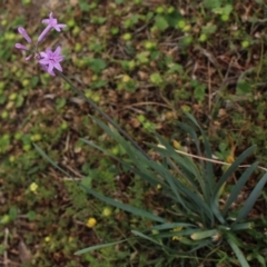 Tulbaghia violacea (Society Garlic, Pink Agapanthus) at Gundaroo, NSW - 8 Jan 2018 by MaartjeSevenster