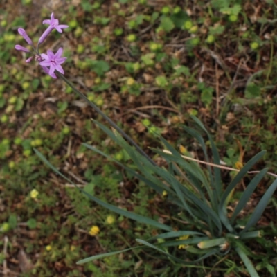 Tulbaghia violacea (Society Garlic, Pink Agapanthus) at Gundaroo, NSW - 8 Jan 2018 by MaartjeSevenster