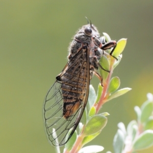 Atrapsalta furcilla at Paddys River, ACT - 11 Jan 2018