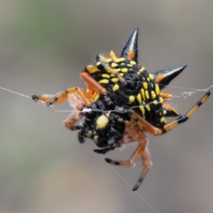 Austracantha minax at Paddys River, ACT - 11 Jan 2018 07:18 AM