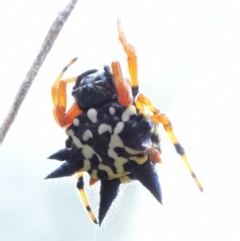 Austracantha minax at Paddys River, ACT - 11 Jan 2018