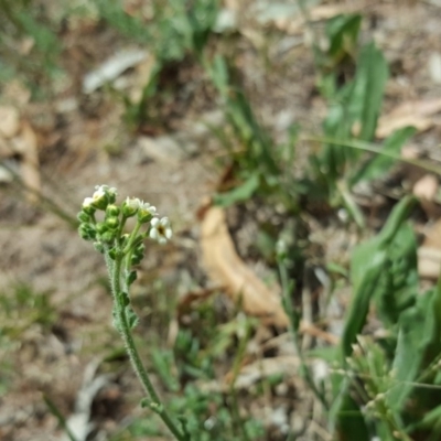 Hackelia suaveolens (Sweet Hounds Tongue) at Isaacs, ACT - 13 Jan 2018 by Mike