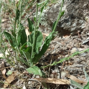 Hackelia suaveolens at Isaacs, ACT - 13 Jan 2018 03:24 PM