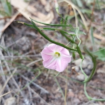 Convolvulus angustissimus subsp. angustissimus (Australian Bindweed) at Isaacs, ACT - 13 Jan 2018 by Mike