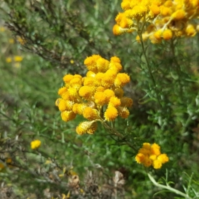 Chrysocephalum semipapposum (Clustered Everlasting) at Isaacs Ridge and Nearby - 13 Jan 2018 by Mike