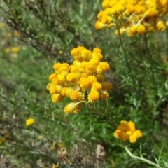 Chrysocephalum semipapposum (Clustered Everlasting) at Isaacs, ACT - 13 Jan 2018 by Mike